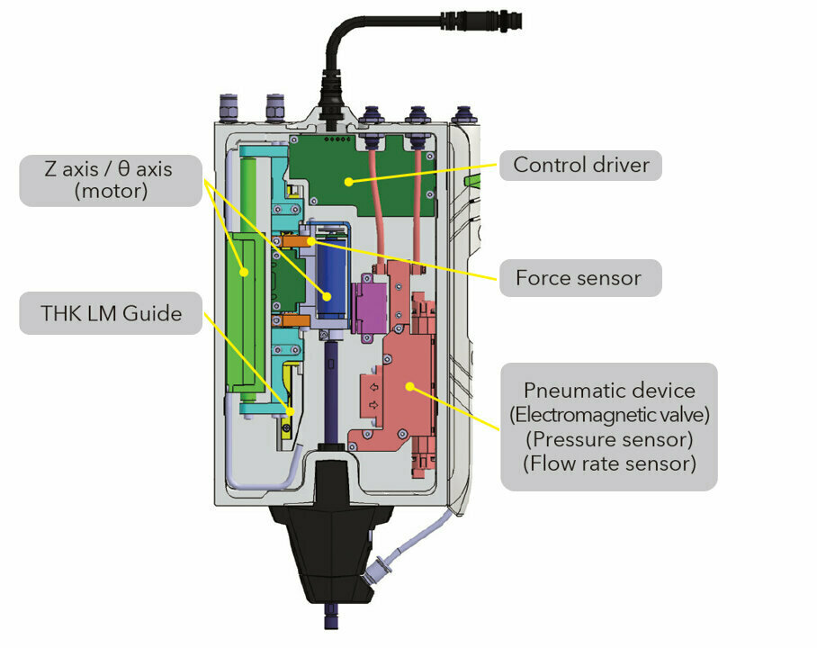 Illustrated internal structure of the head