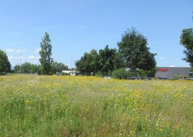 Flower garden