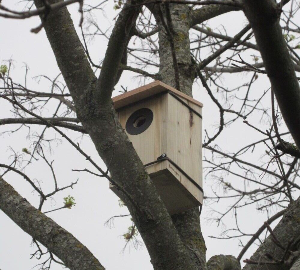 鳥の巣