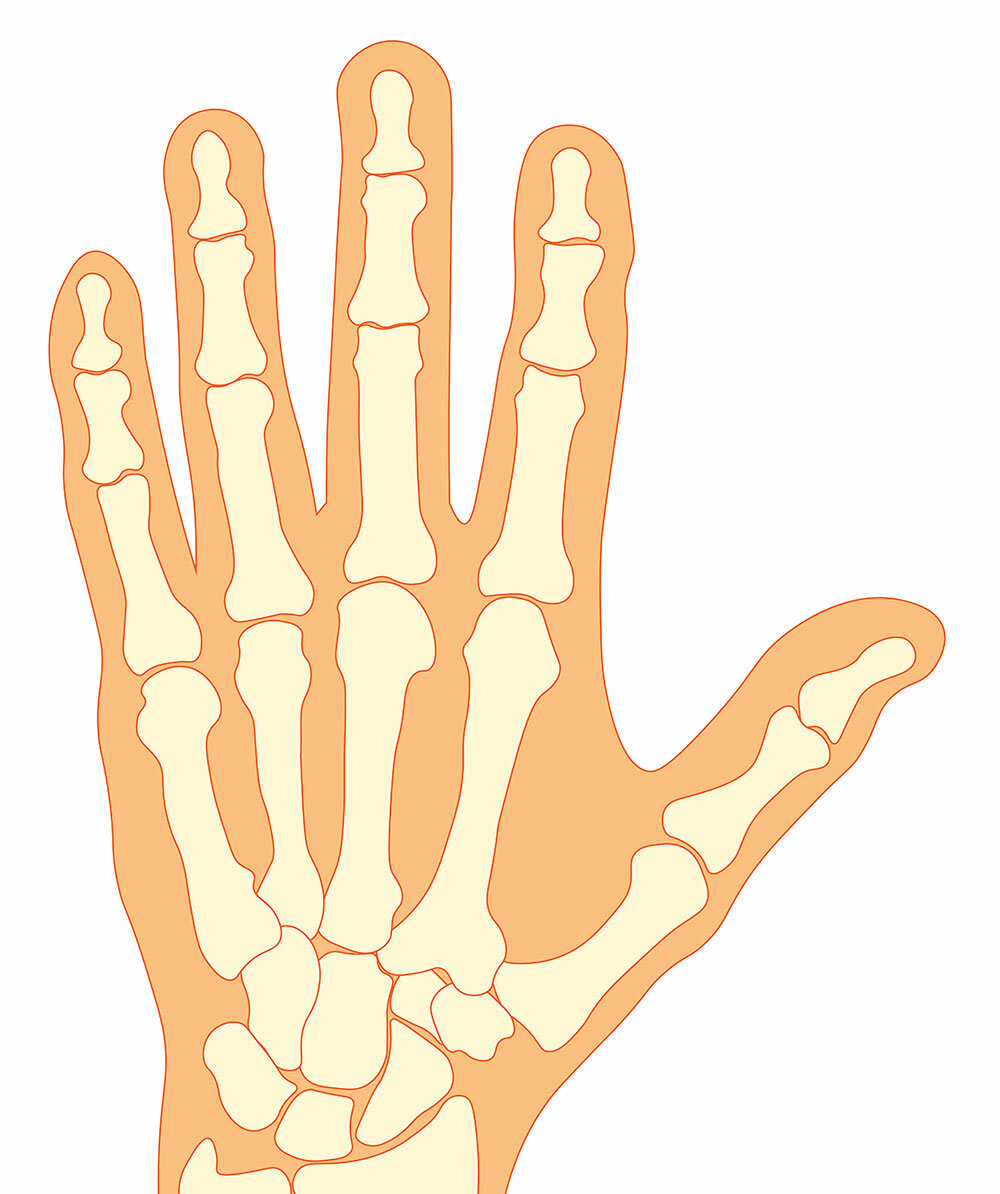 Illustrated structure of a hand