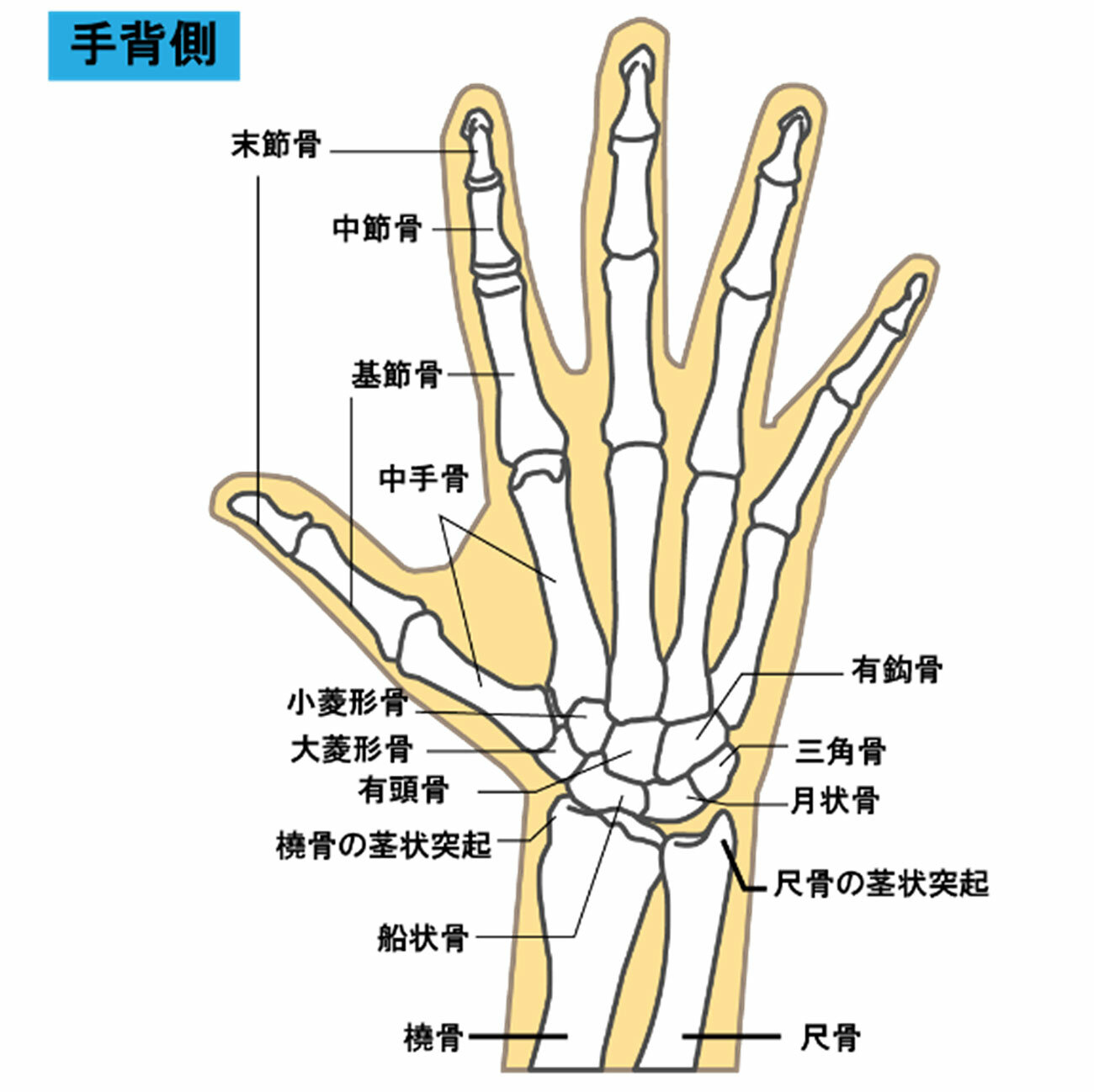 「手の構造」のイメージ