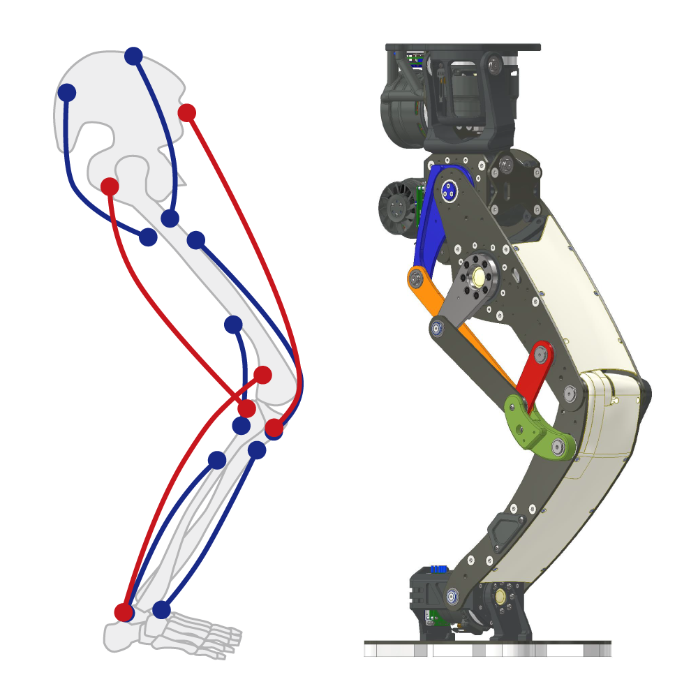 ヒューマノイドロボット FREDの脚リンク機構と生物の二関節筋の比較