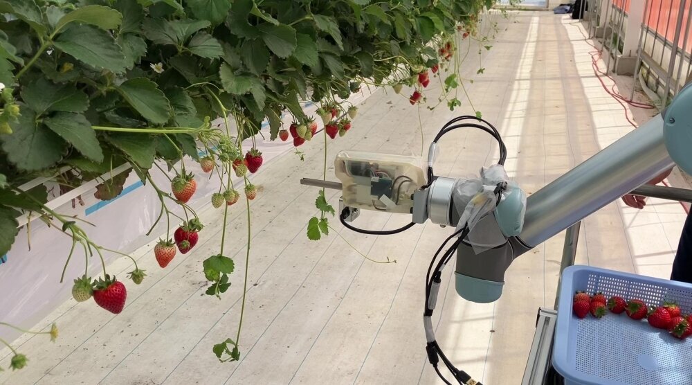 Strawberry-picking robot end effector