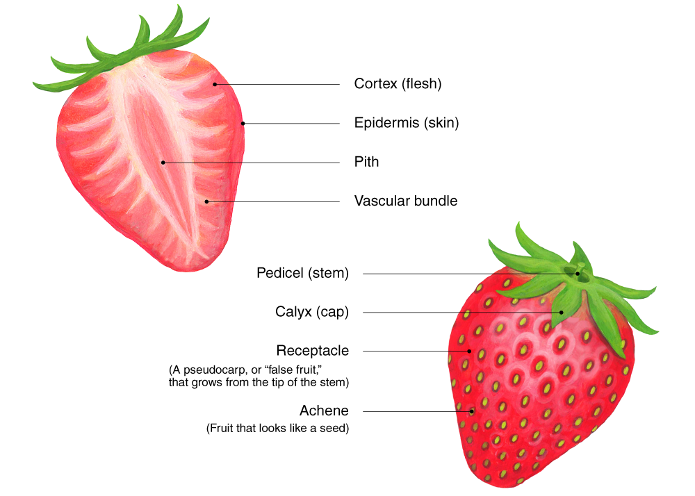 Cross-section and external view of the anatomy of a strawberry