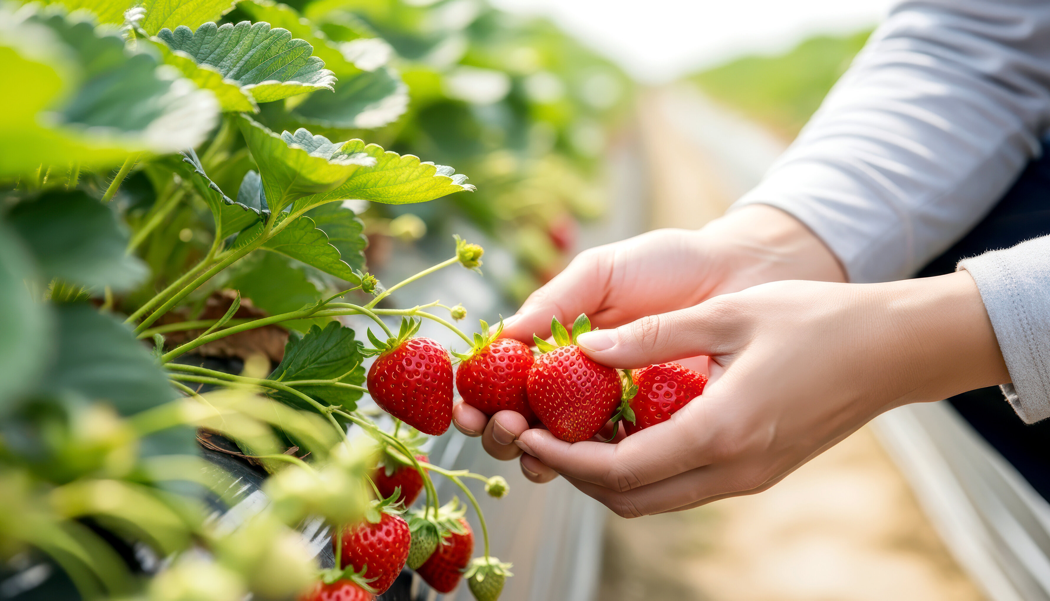 Picking strawberries