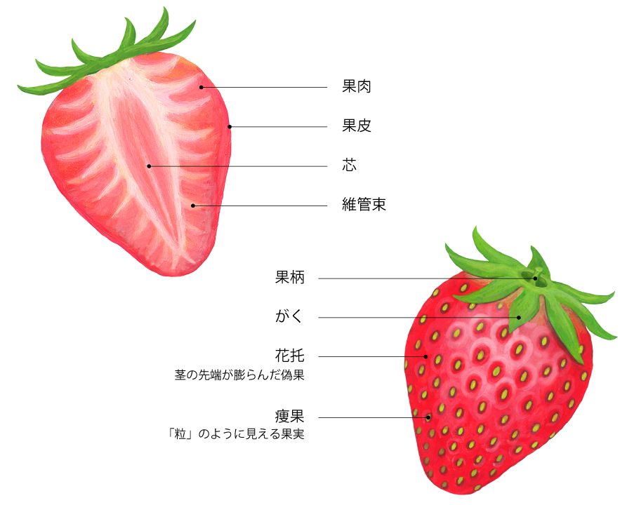 イチゴの断面と外観の構造を説明した図