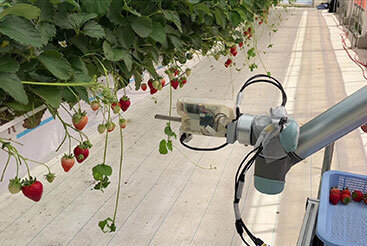 Supporting Agriculture with a Strawberry-Picking Robot End Effector