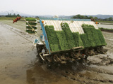 máquinas para plantação de arroz